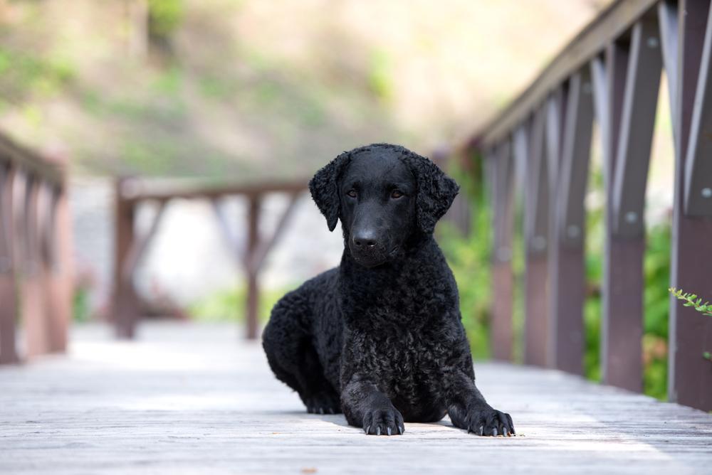 Возможные заболевания курчавошерстного ретривера