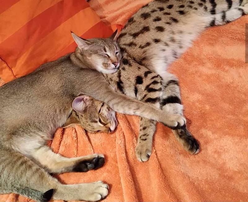 Характер каракета