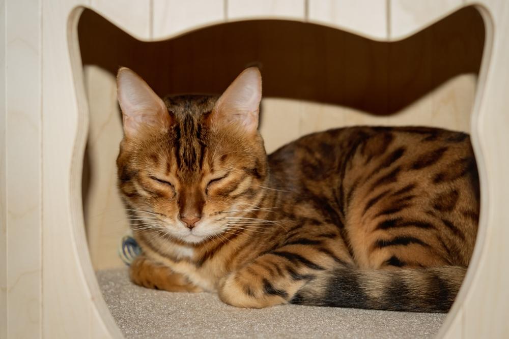 Бывает ли аллергия на бенгальских кошек?