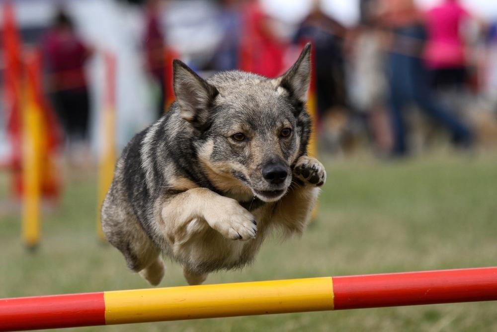 Дрессировка шведского вальхунда