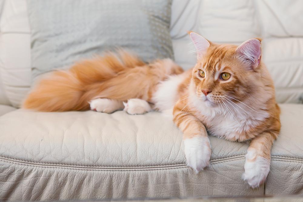 Самые здоровые породы кошек: мейн-кун