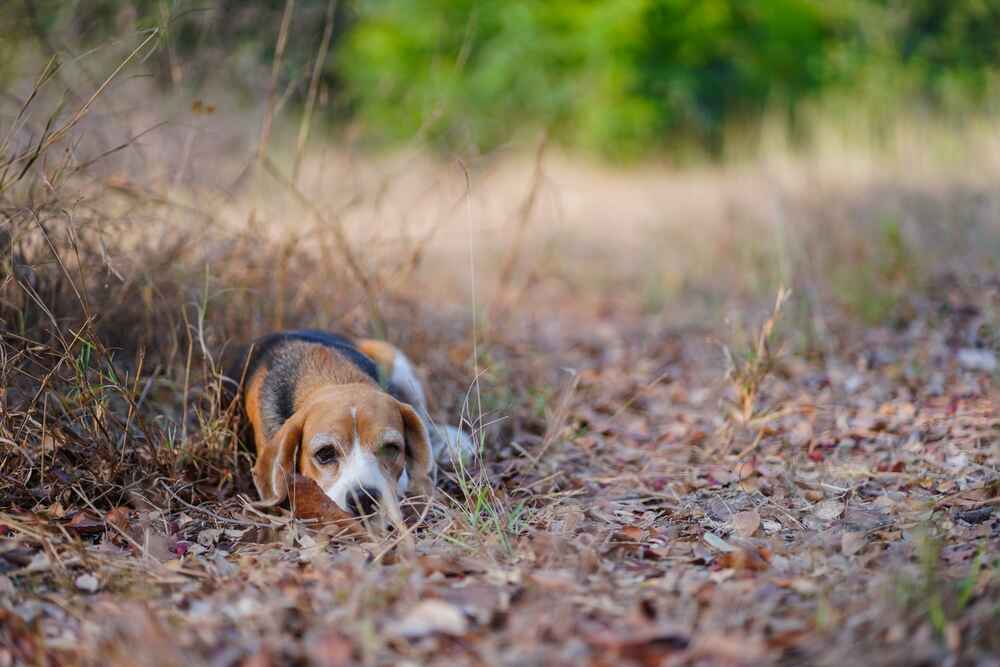 Бигли нуждаются в прогулках