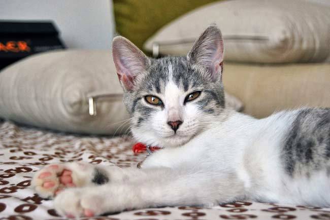 Гладкошерстные породы кошек: эгейская Гладкошерстные породы кошек: эгейская