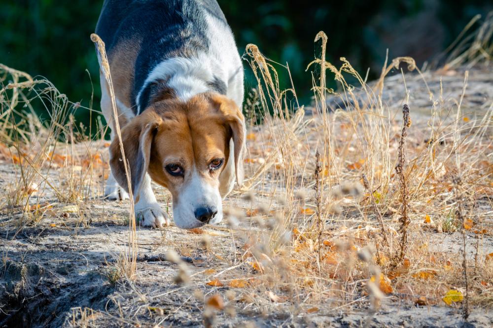 Как развить нюх у собаки