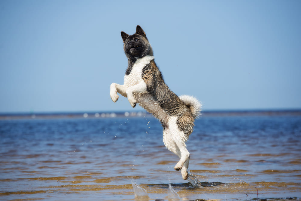 Владелец может влиять на то, сколько лет проживет американская акита