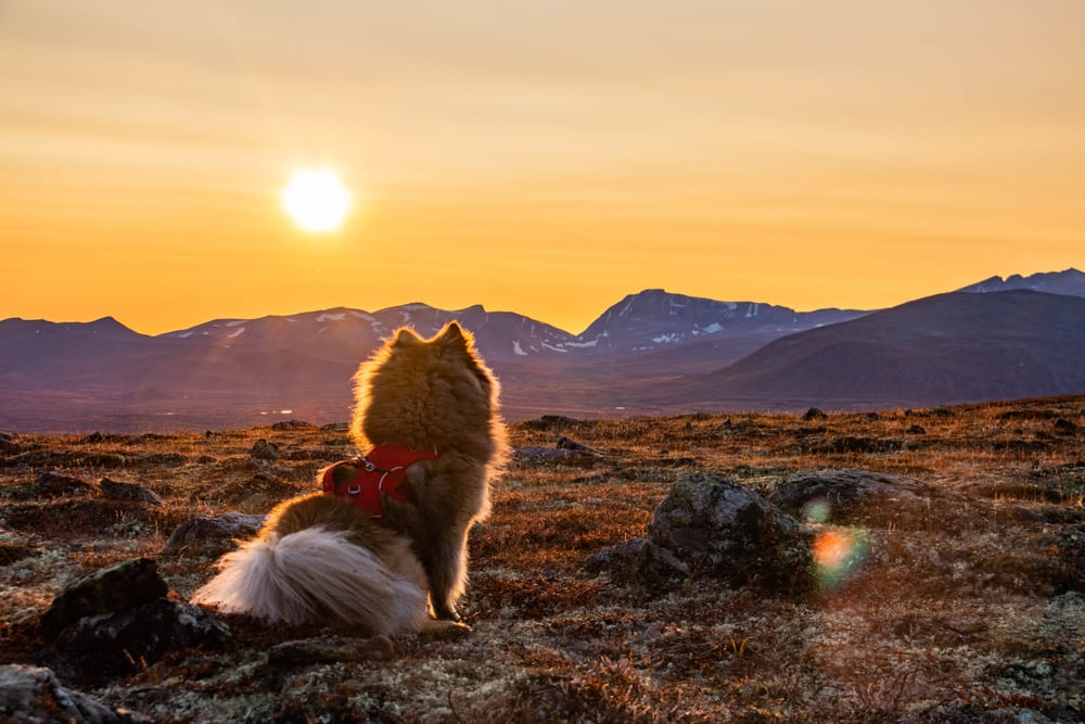 Евразиер может принимать участие в соревнованиях