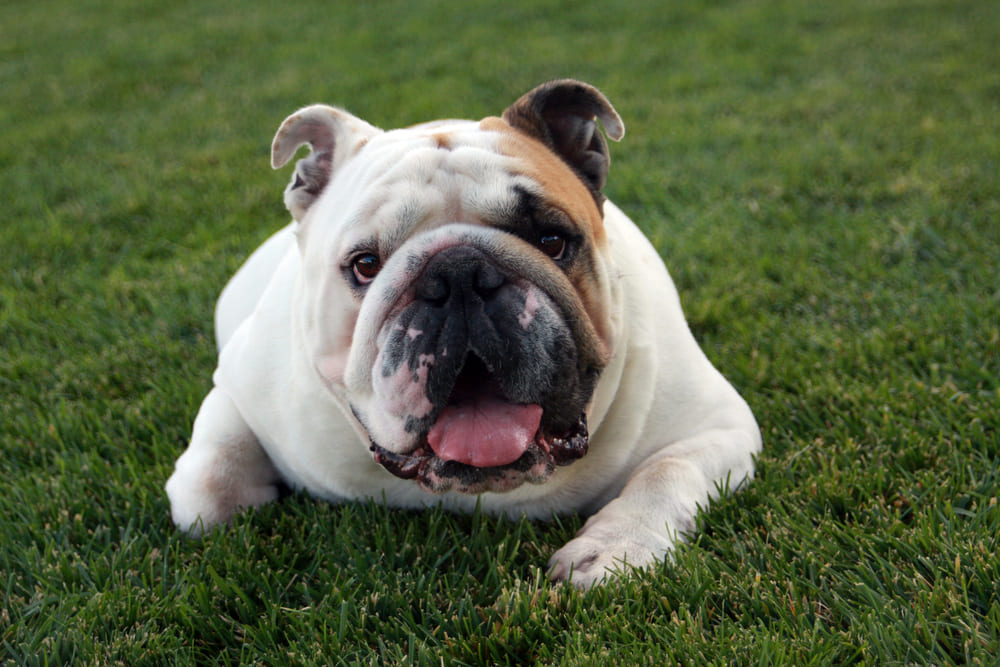 Кастрация влияет на то, сколько живут английские бульдоги