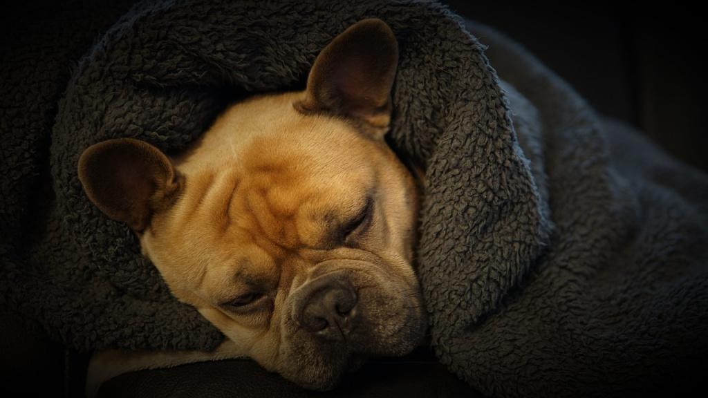 Можно ли будить собаку во время беспокойного сновидения?
