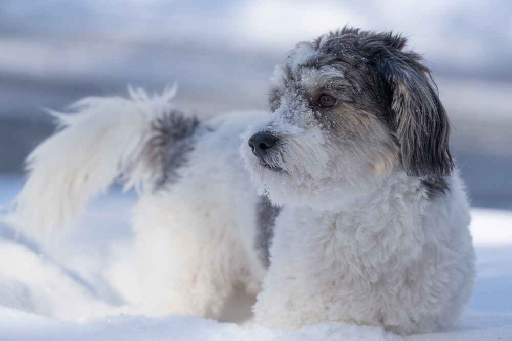 Питание гаванского бишона должно быть правильным