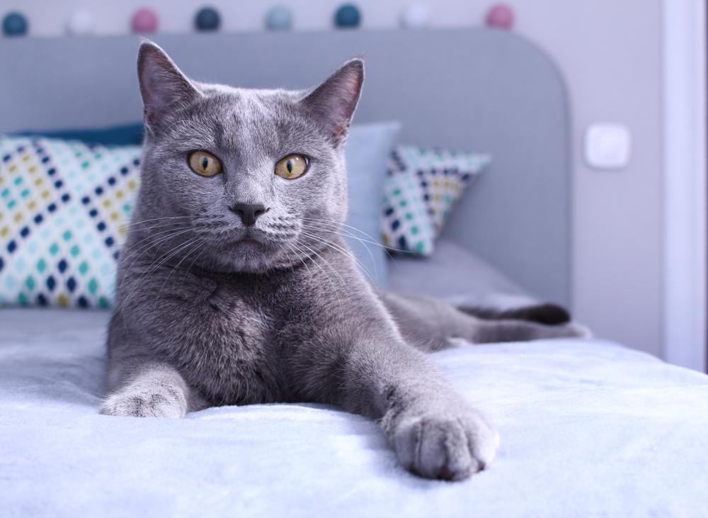 Самые неприхотливые породы кошек для квартиры: русская голубая Самые неприхотливые породы кошек для квартиры: русская голубая