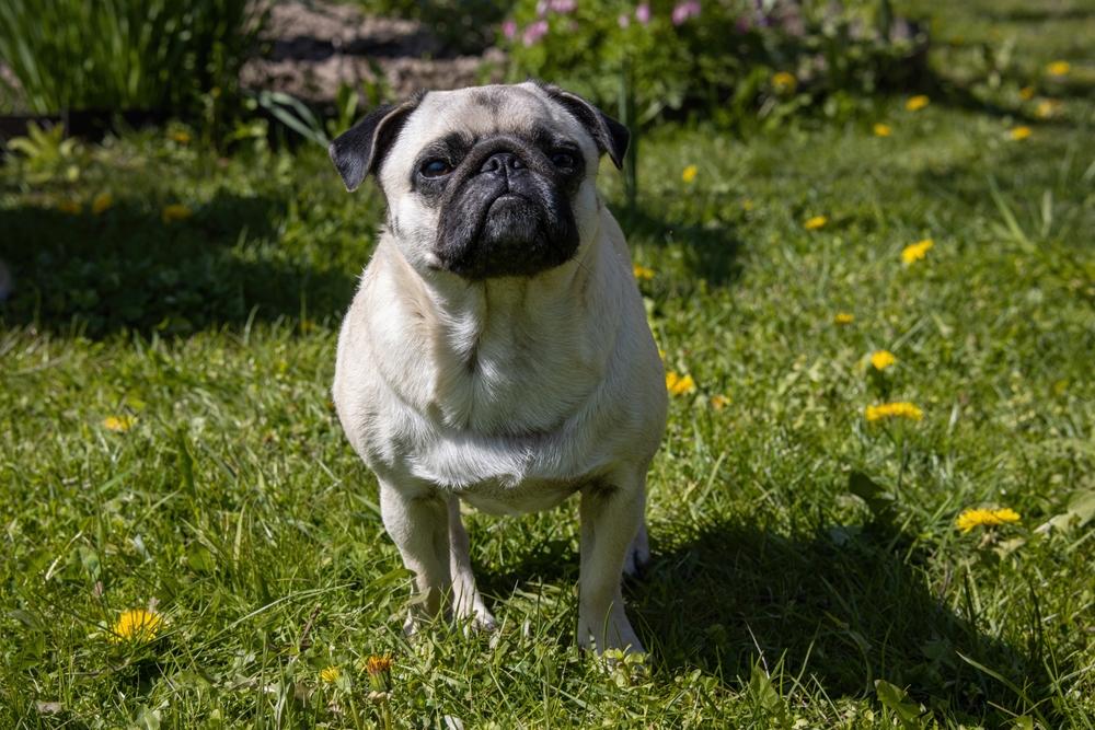 Контроль веса мопса Контроль веса мопса