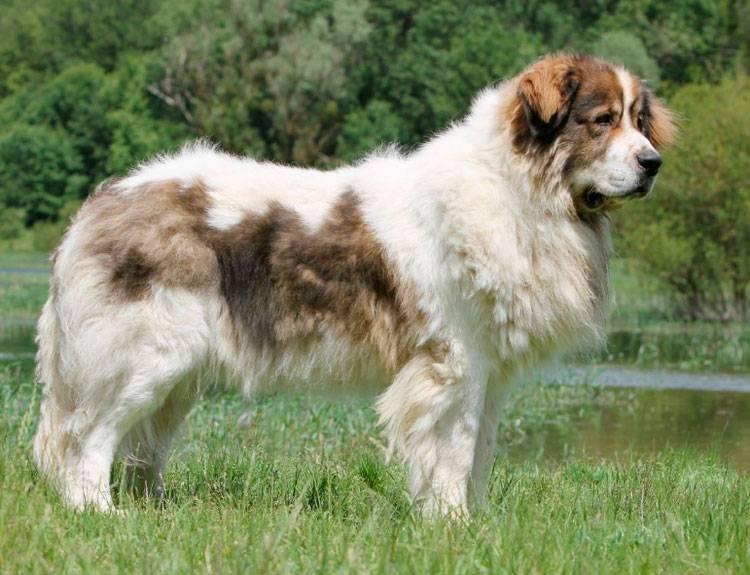 Породы собак из группы молоссов: пиренейский мастиф