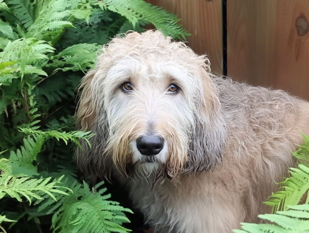 Оттерхаунды отличаются высоким умом