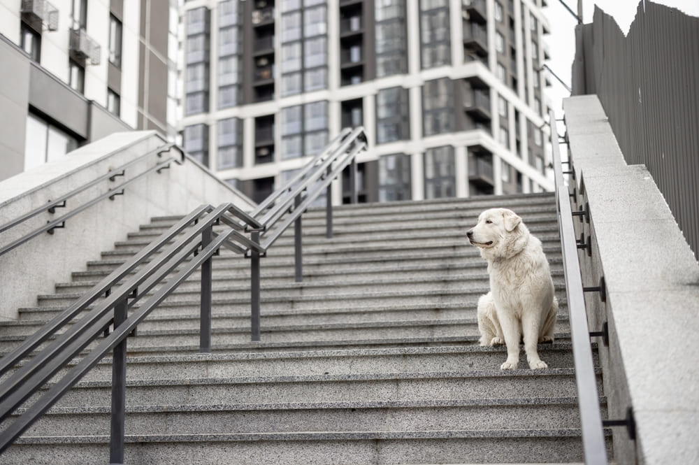 Маремма-абруццкая овчарка обычно отличается спокойствием