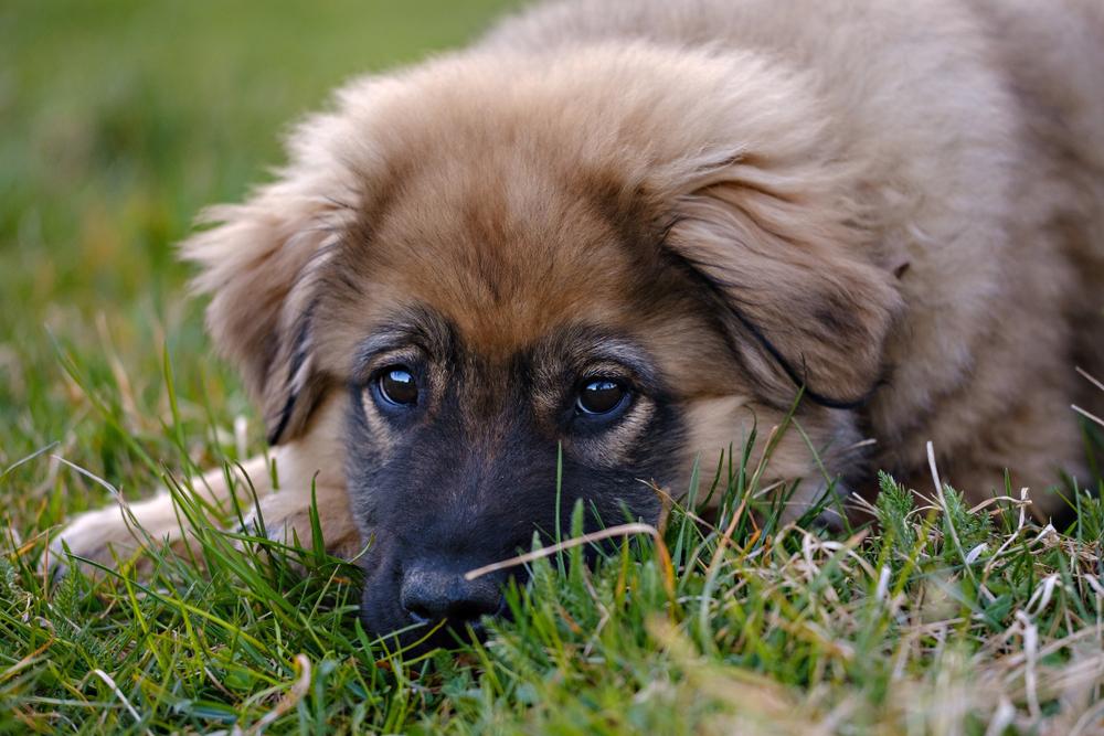 Возможные заболевания крашской овчарки