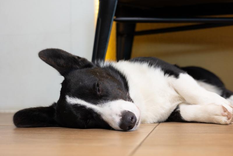 Черный корги спит