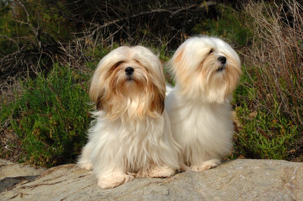 Брахицефальные собачьи породы: лхаса апсо