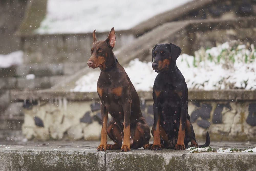 Владельцу важно контролировать, сколько длится беременность у добермана