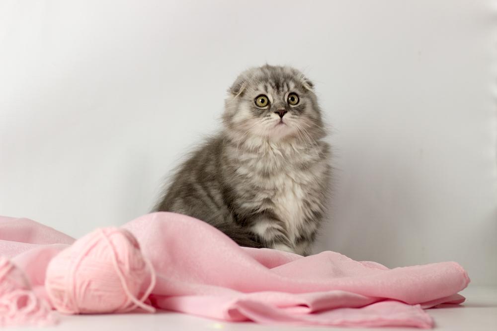 Болезни хайленд-фолда