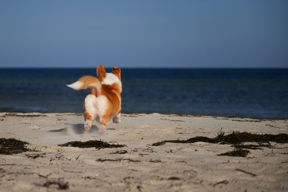 Избежать болезней у корги поможет профилактика