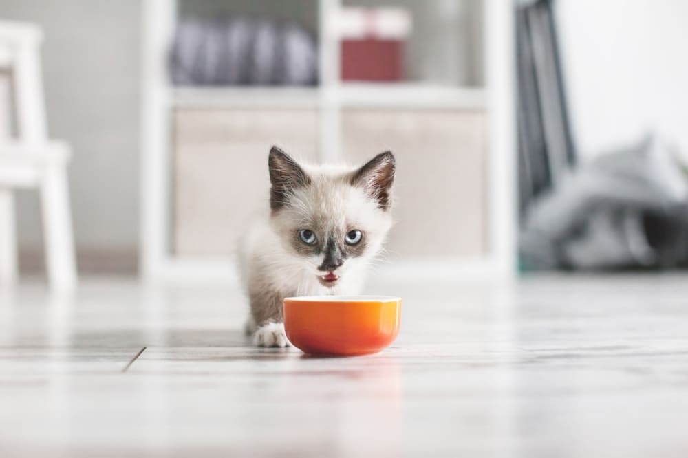 Нужно знать, можно ли давать кошке куриные шеи