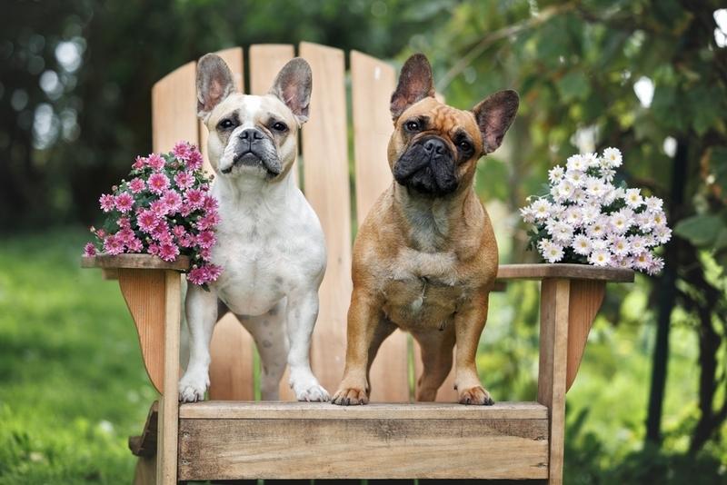 Почему возникает аллергия на французских бульдогов?