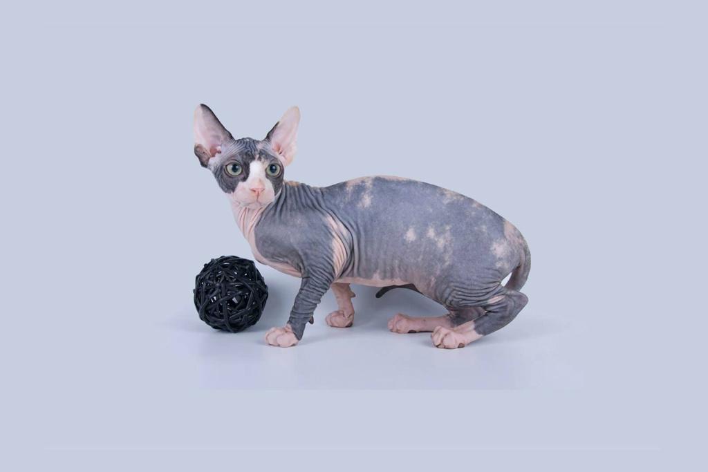 Маленькие породы кошек, как котята: минскин