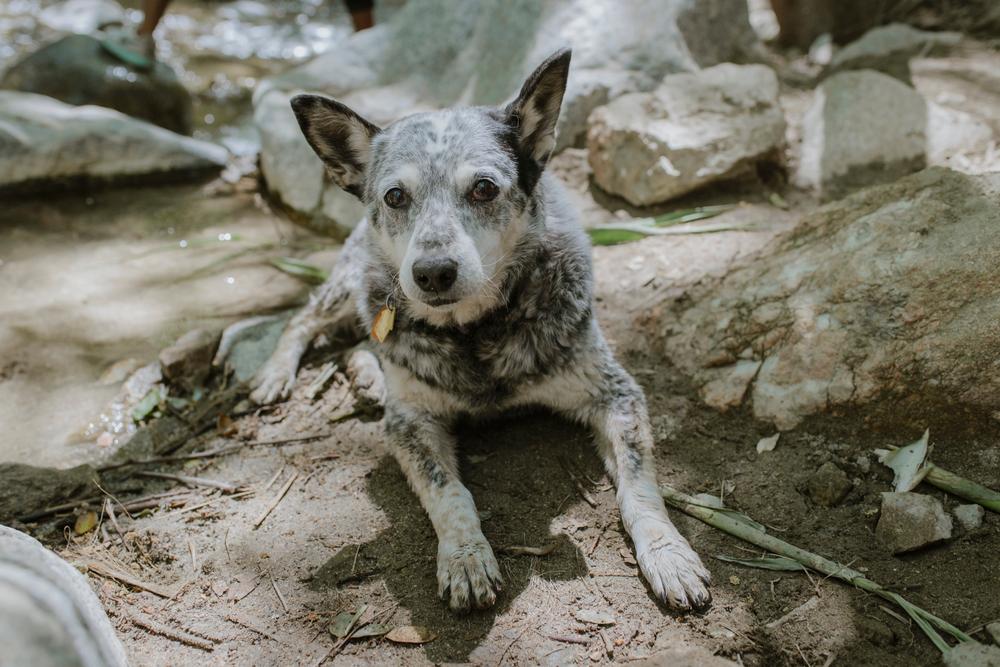Уход за австралийской короткохвостой пастушьей собакой 