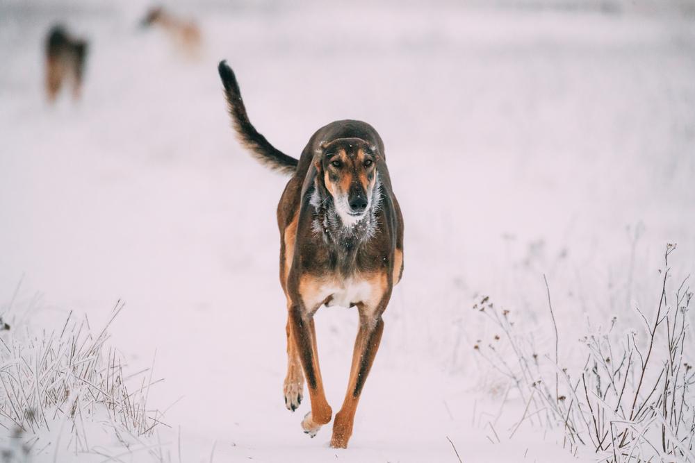 Воспитание русской хортой борзой