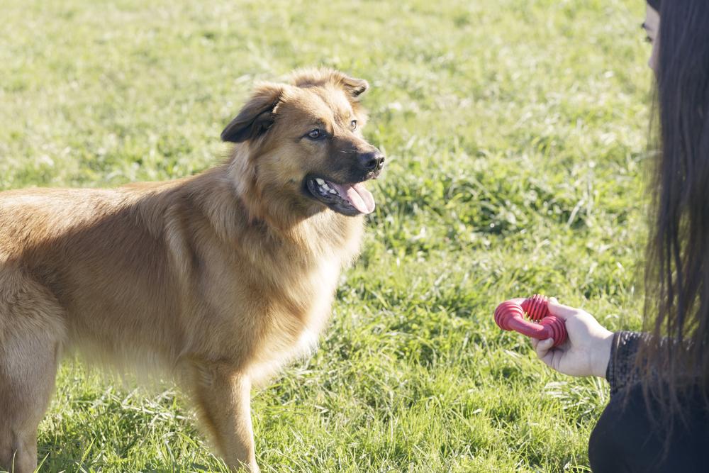 Особенности кормления баскской овчарки 