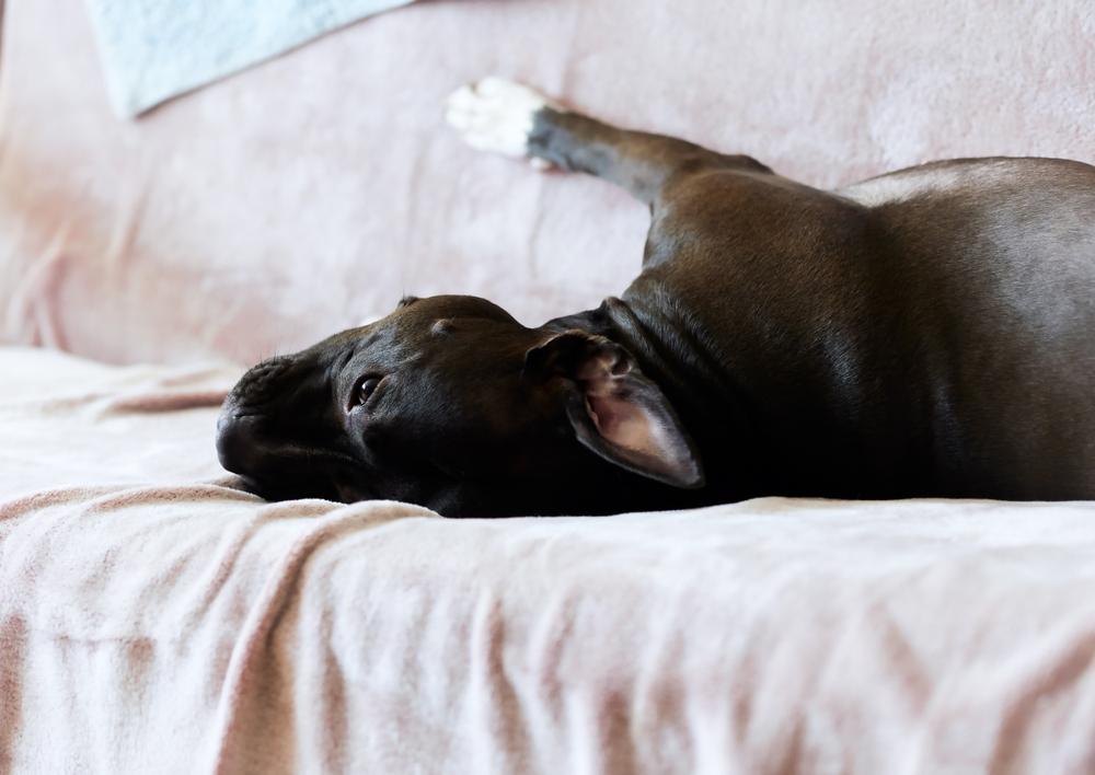 Каково происхождение черных питбулей?