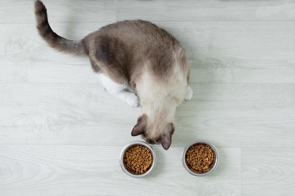 Особенности кормления сноу-шу