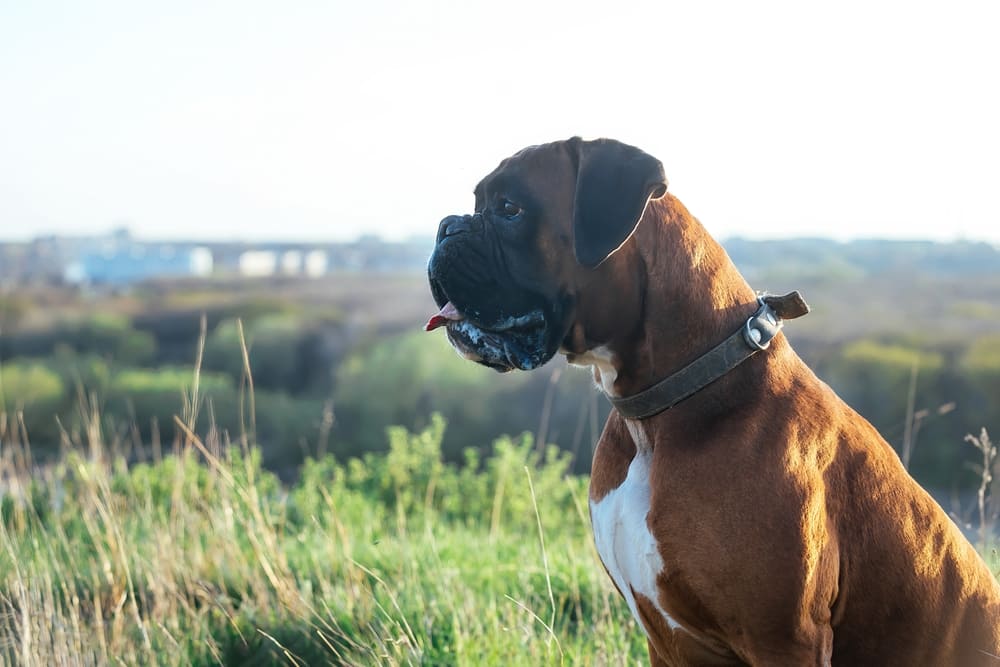 Питание собаки боксера должно быть сбалансированным