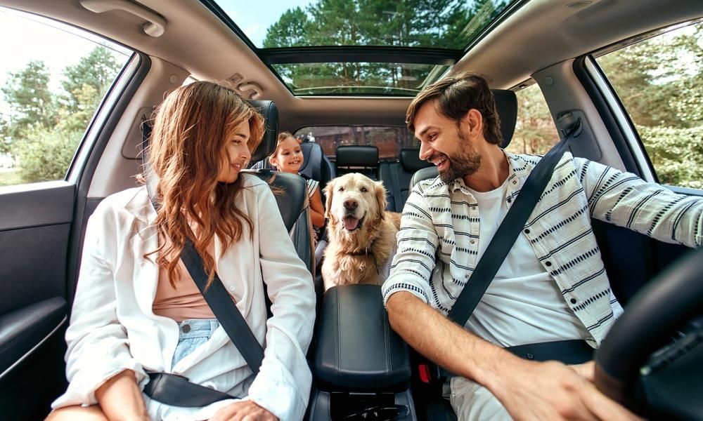 Как помочь собаке лучше переносить поездки в машине?