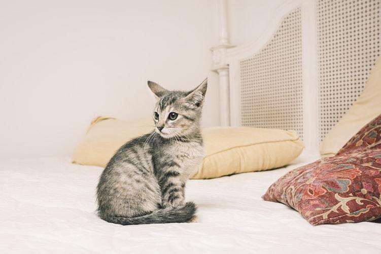 Бенгальский котенок гадит на кровать