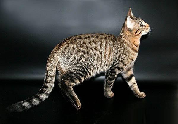 Активность серенгети