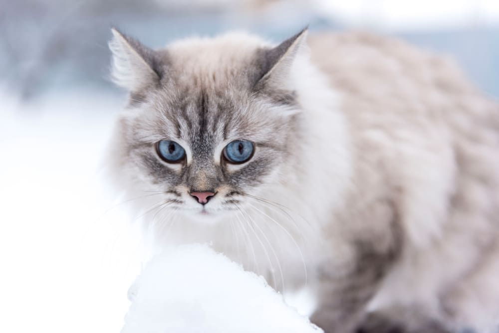 Регулярная обработка от паразитов влияет на то, сколько проживет невская маскарадная кошка