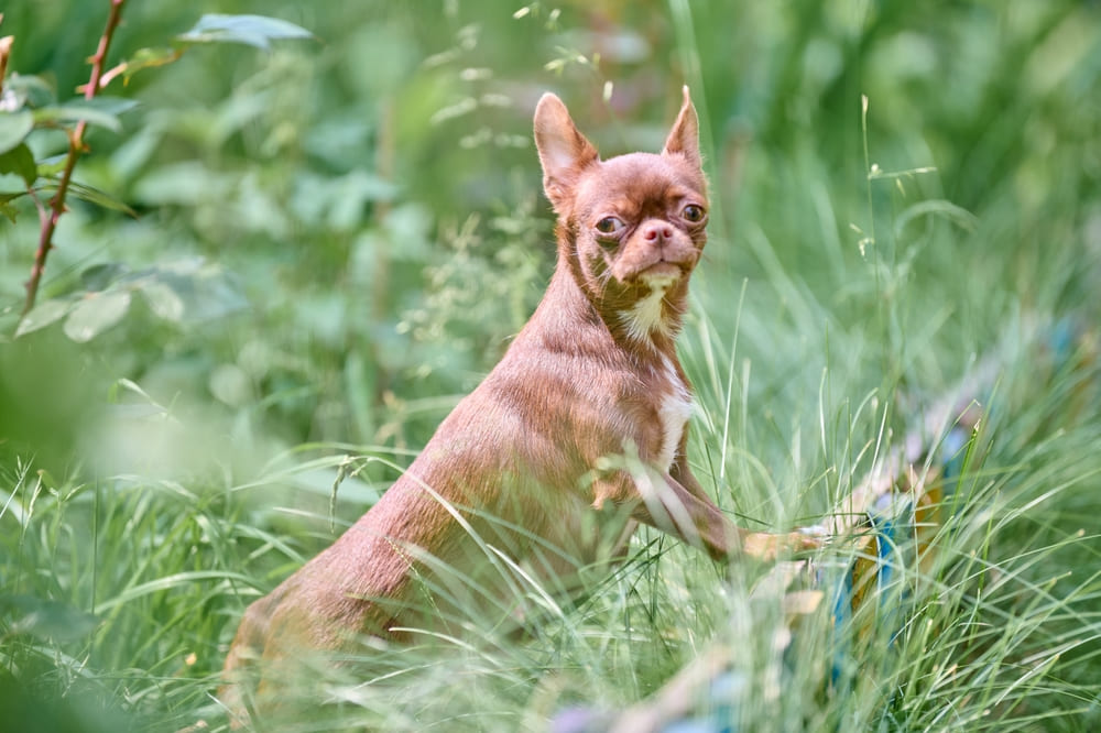 Вязка чихуахуа должна проходить по правилам РКФ