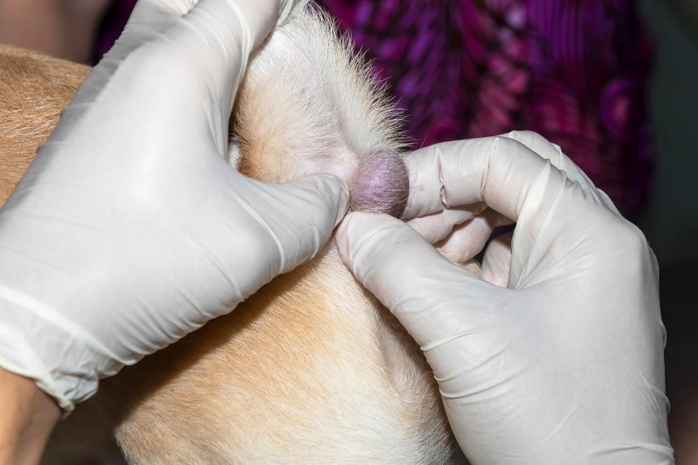 Что представляет собой саркома у собак