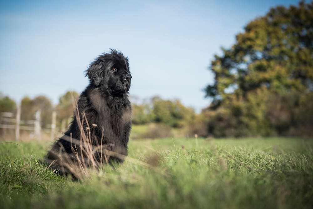 Важно следить, сколько весит ньюфаундленд