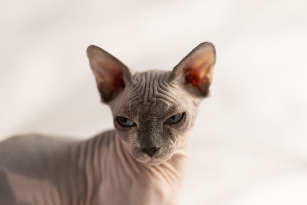 Человеку важно знать, сколько длится беременность у сфинкса