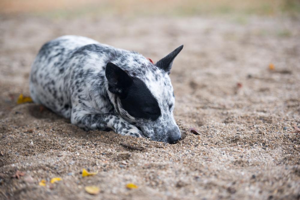 Возможные заболевания австралийской короткохвостой пастушьей собаки