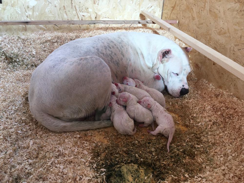 Советы по выбору щенка аргентинского дога 