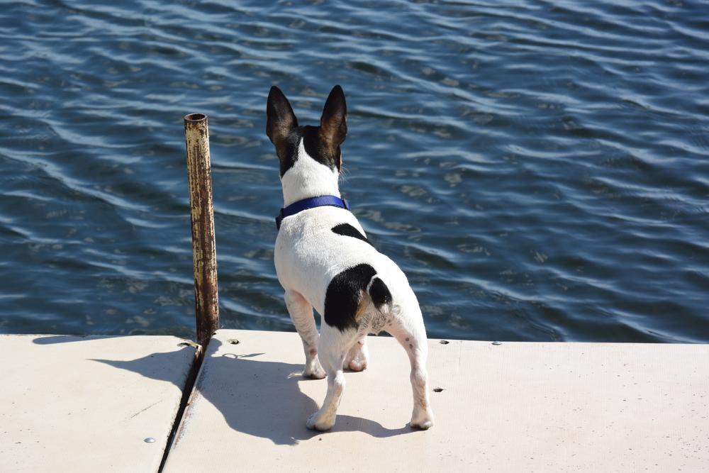 Дрессировка тедди-рузвельт-терьера