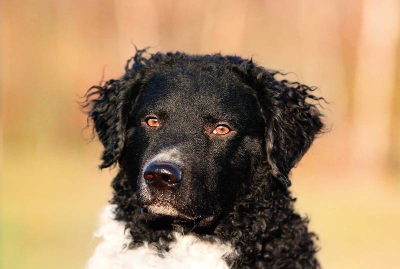 Особенности кормления веттерхуна