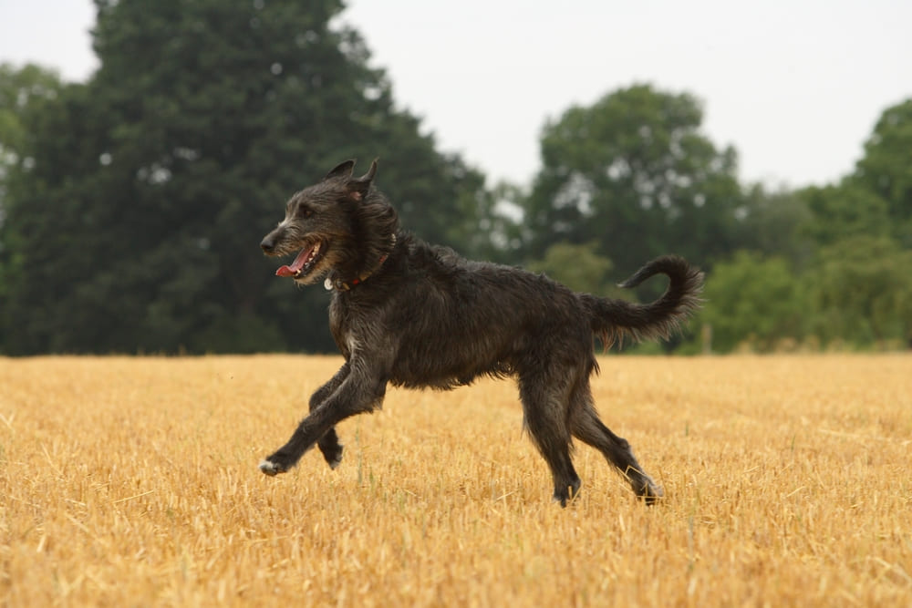 Сколько весит ирландский волкодав в норме?