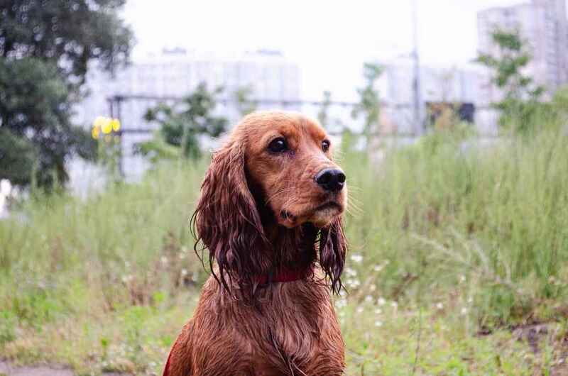 Английский кокер на фото
