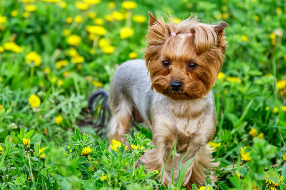 У йоркширских терьеров есть характерные болезни