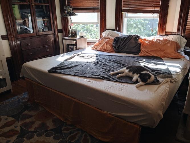 Как спасти диван или кровать от запаха кошачих меток