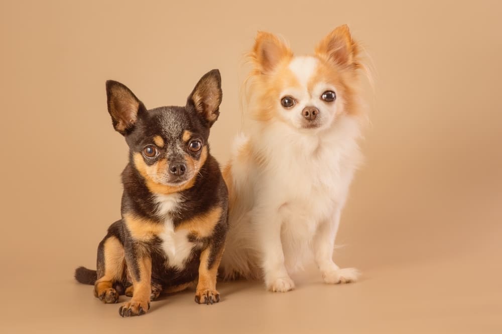 Чихуахуа нуждаются в воспитании и дрессировке